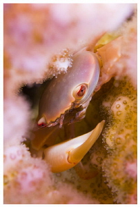 Tiny coral crab by Paul Colley 